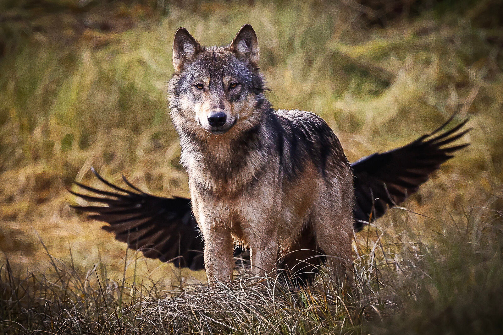 Female Wolf with a Wolf Bird (Raven) swooping in behind her.