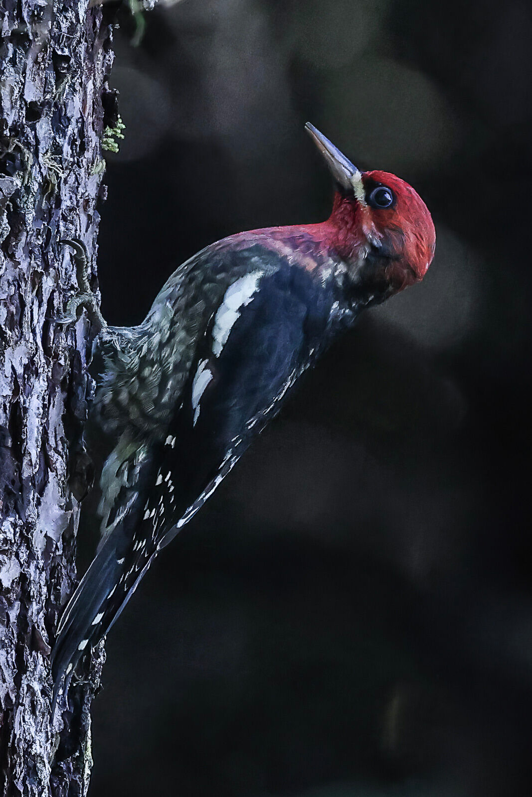 Red-breasted Sapsucker working a tree