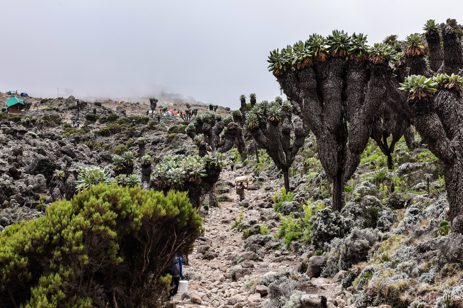 Amost to Camp Walking through the "forest" of Dendrosenecio kilimanjari as we approach Barranco Camp.
