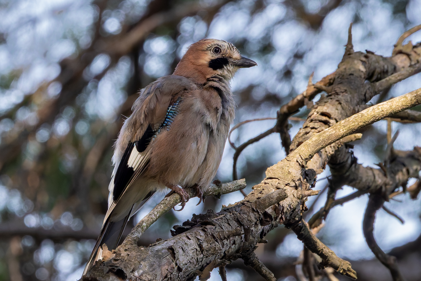 Eurasian Jay Got to watch two Eurasian Jays fly about in the treetops of this city park. 