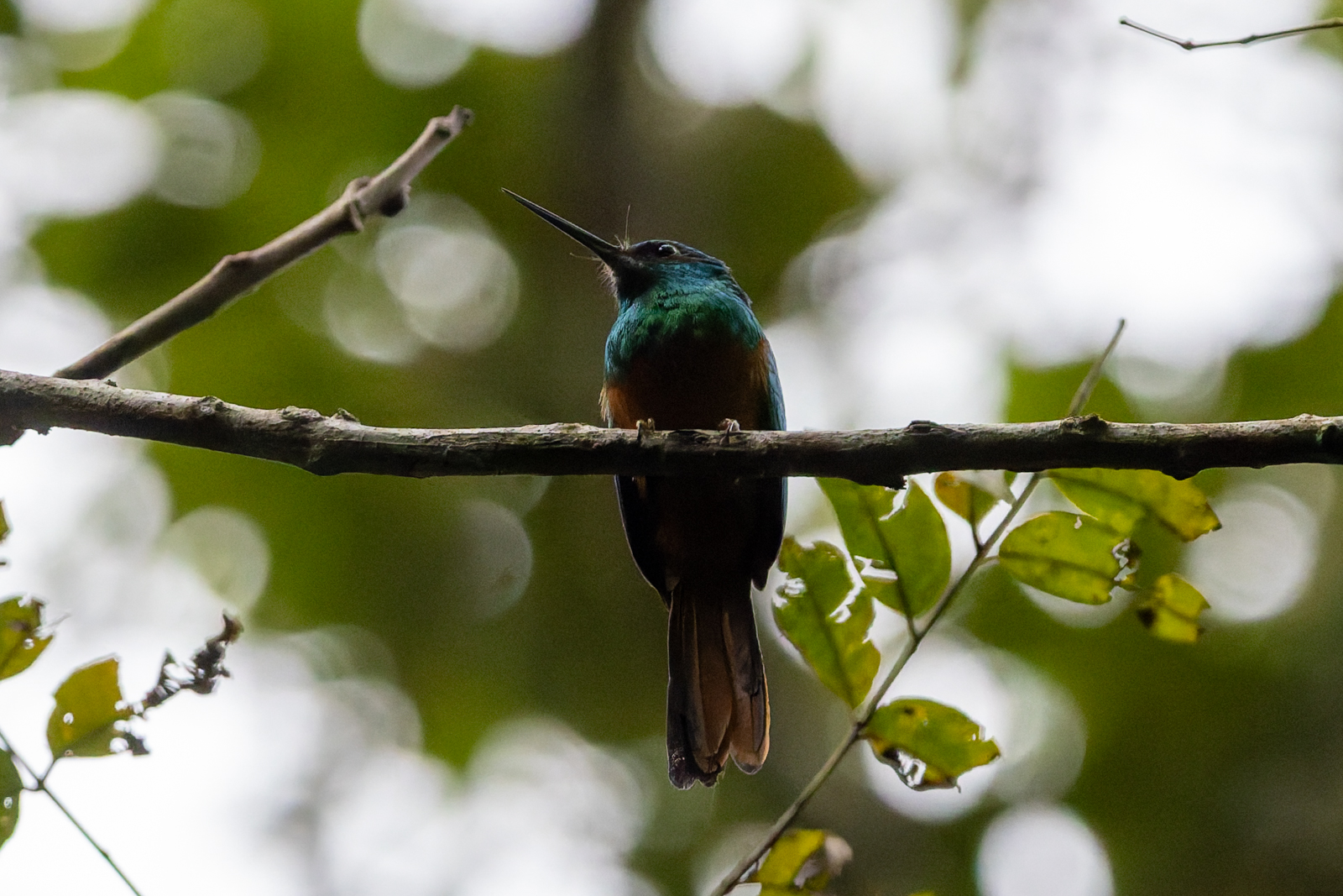 Bluish-fronted Jacamar After the sun started shining too brightly and the birds quieted, we left the canopy tower to explore the understory. There...