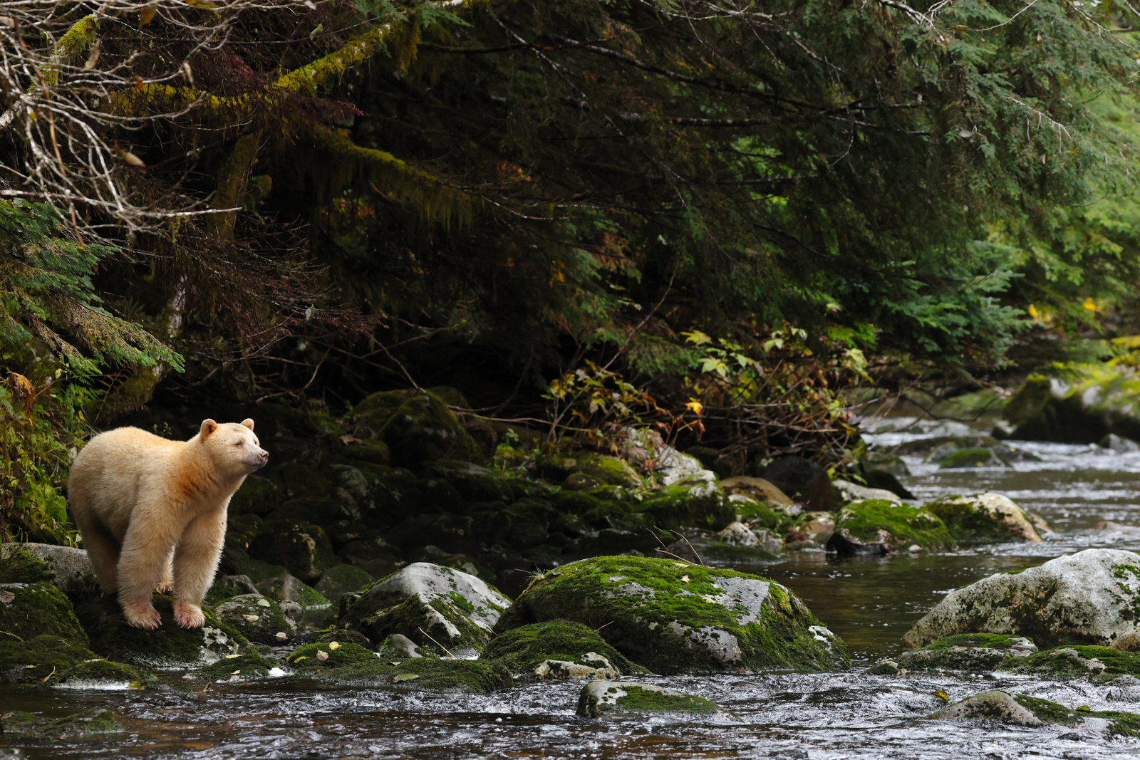 A Spirit Bear surveys its surroundings